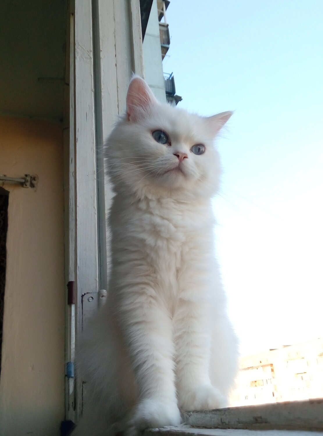 Photo #1446087