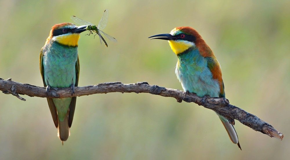 Я принес тебе сегодня не цветы,а стрекозу