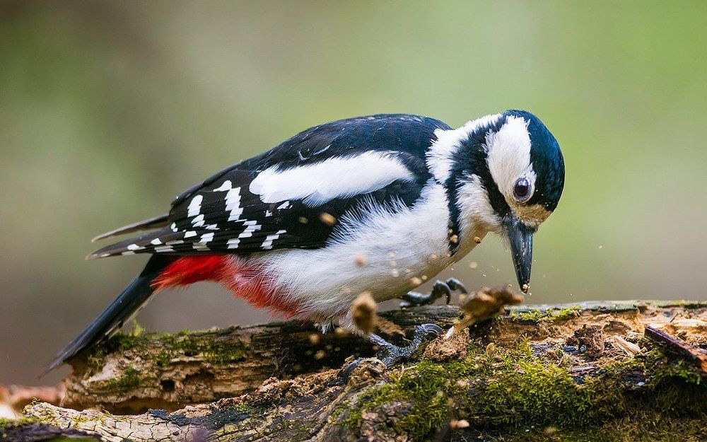 Лес рубят — щепки летят