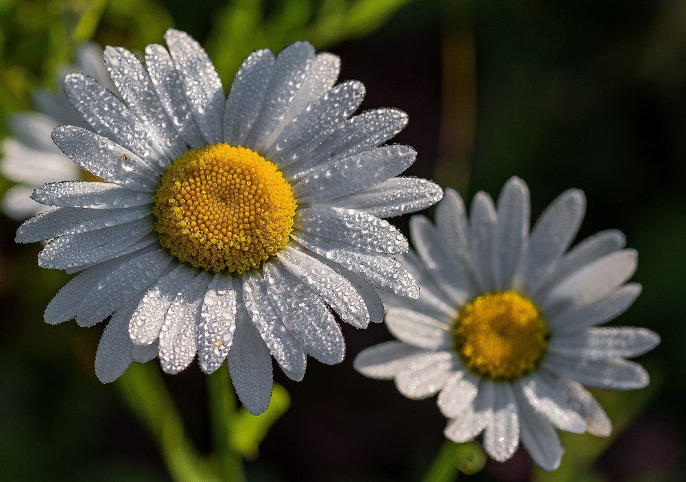 Photograph by Сергей Басов