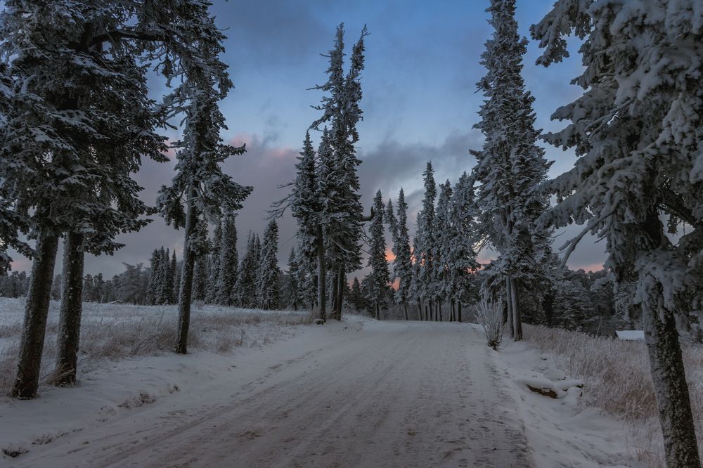 Снежная дорога в пихтах