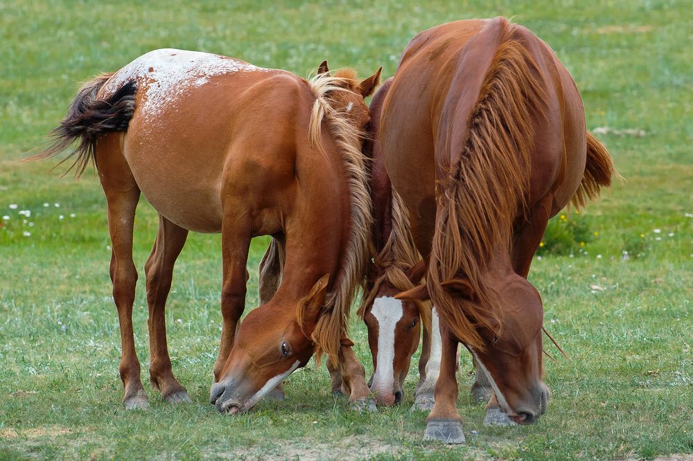 Когда в семье счастье..