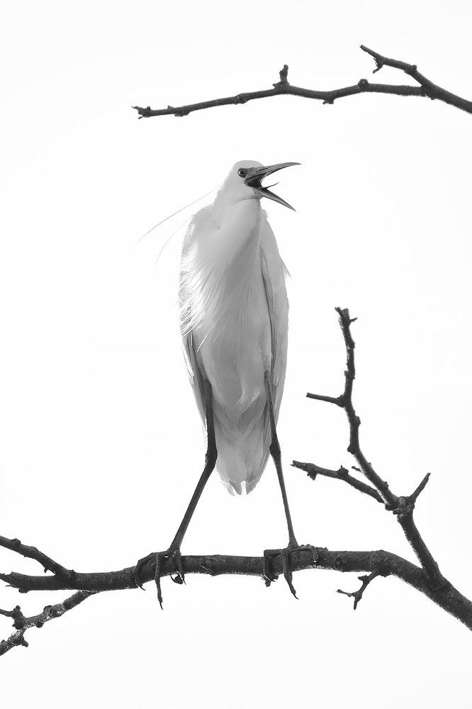 Ты кто такой!?