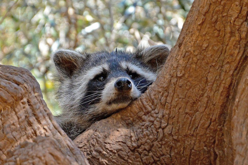 И скучно, и грустно, и некому лапу подать....