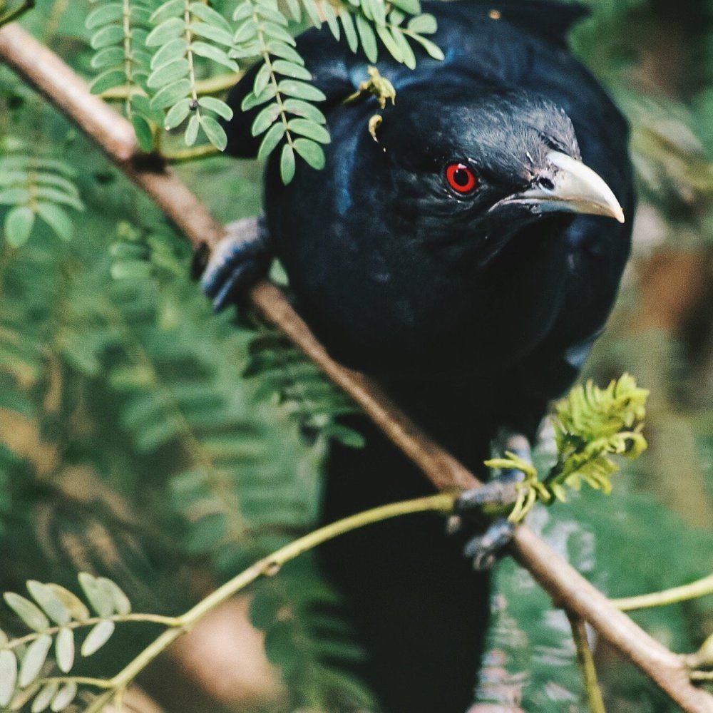 Asian Koel