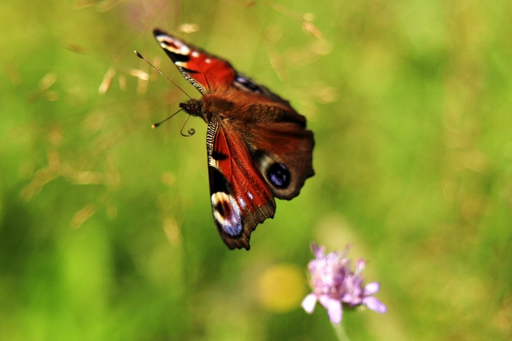Магия полёта.