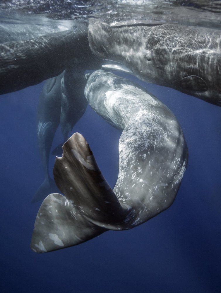 Тусовка кашалотов