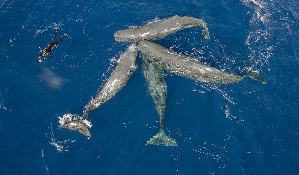Вальс с кашалотами
