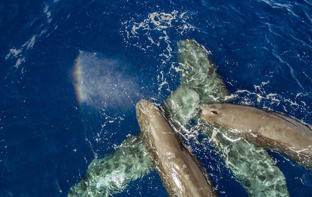 Кашалотовая радуга