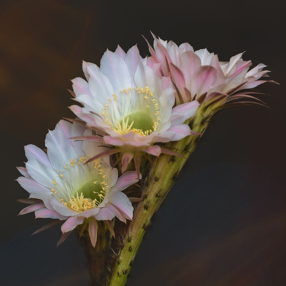 Кактусы в цвету