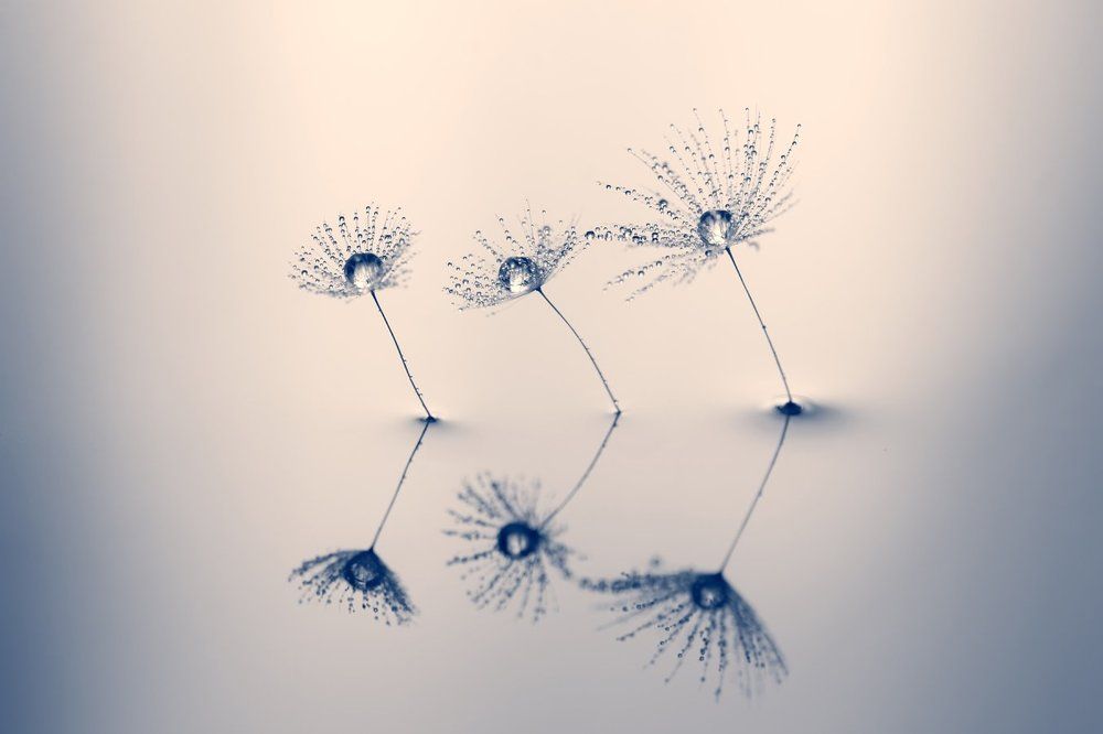 Мир пушинок