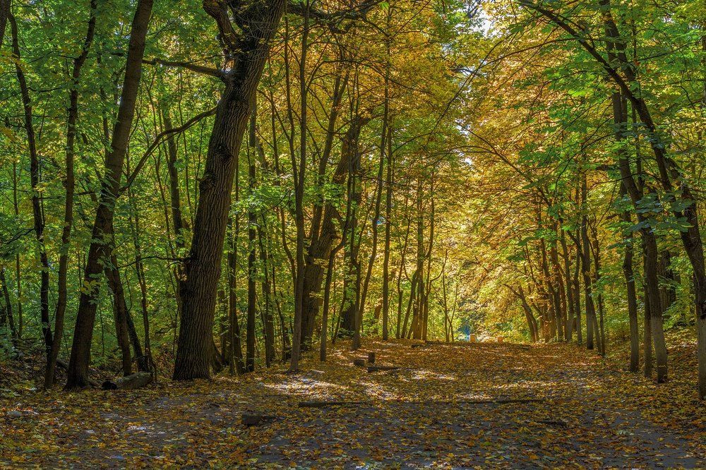 Осенняя аллея