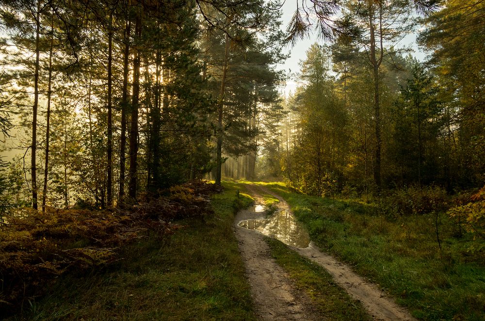 Утро в осеннем лесу