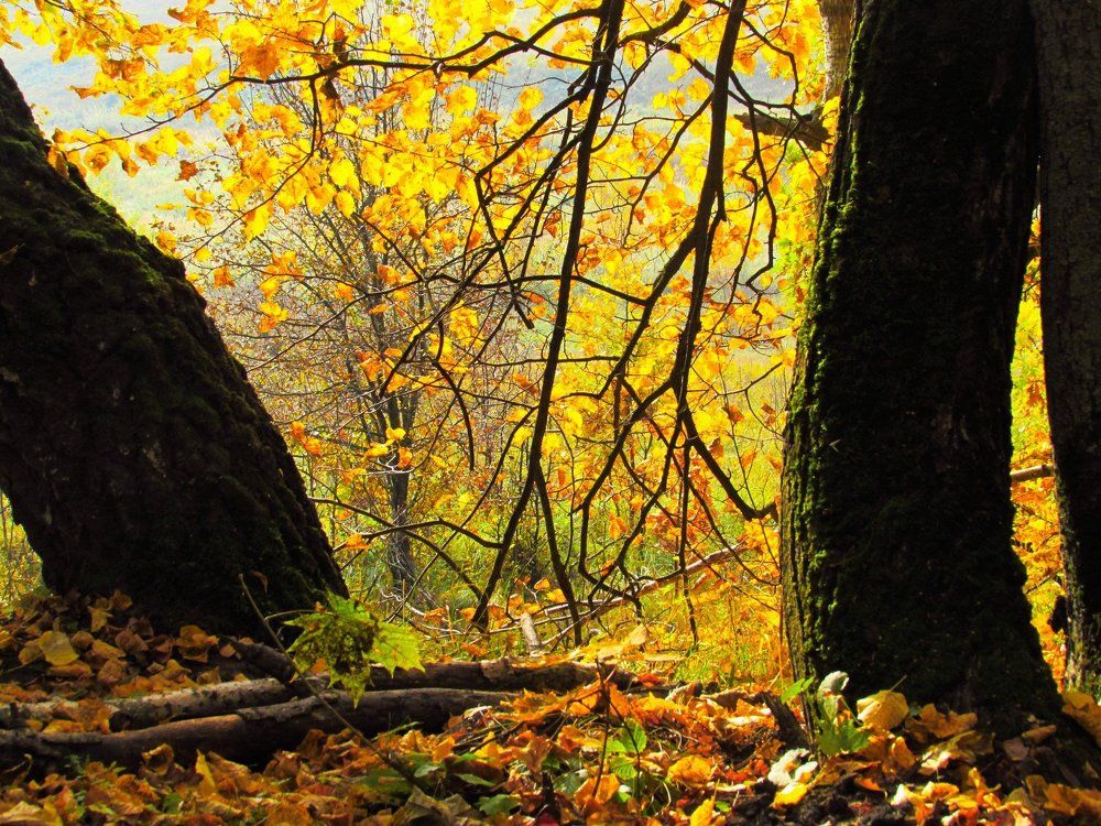 Над оврагом