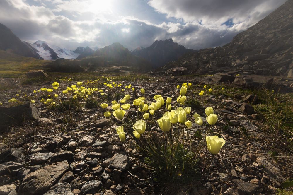 Сон Деметры