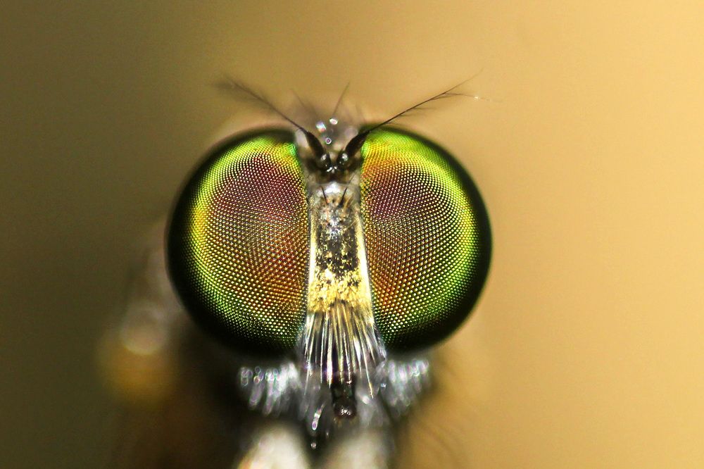 Eye of a Rubber-Fly