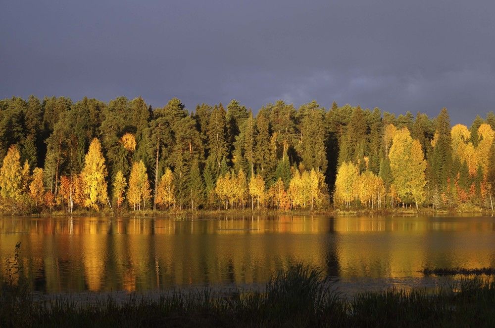 Осень на пруду
