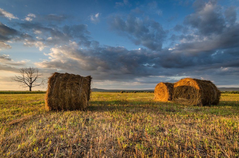 Вечер в поле