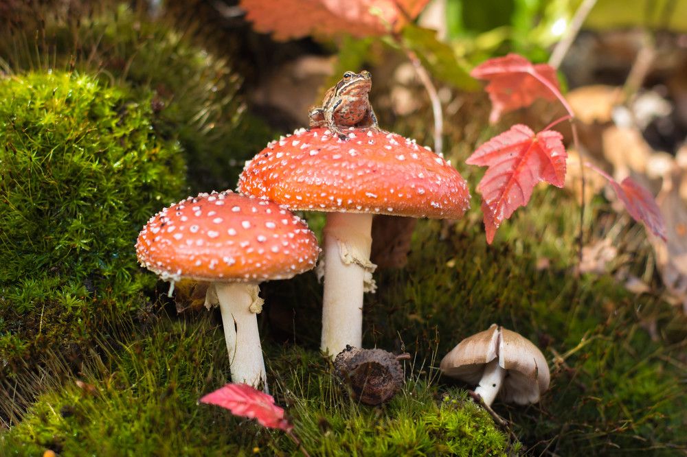 Царевна-лягушка