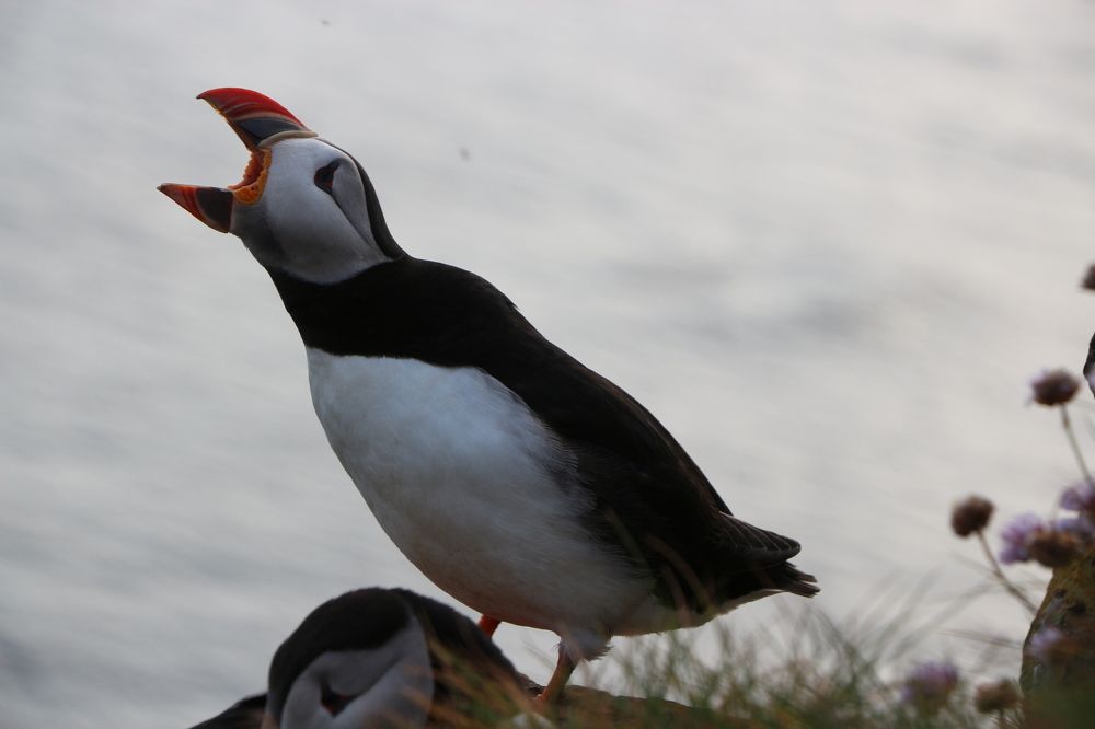 Puffin