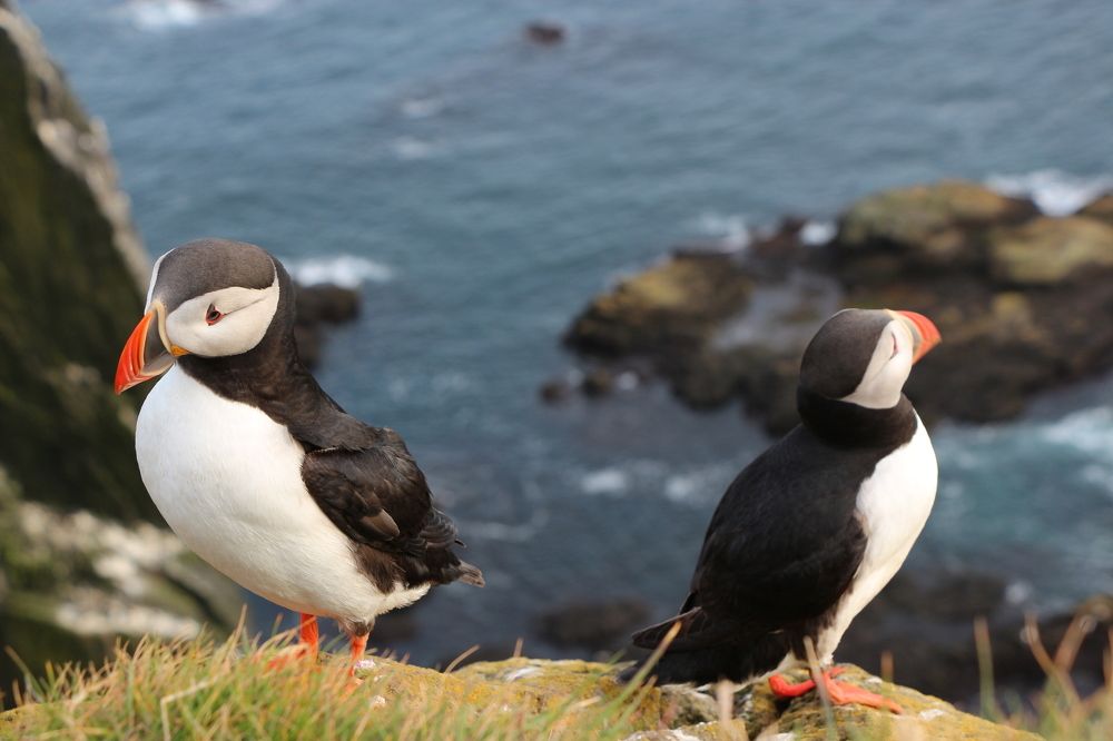 Puffins  at rock latrabjarg