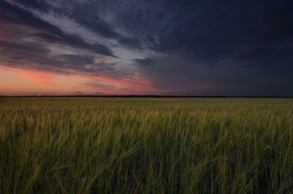 Золото полей на закате