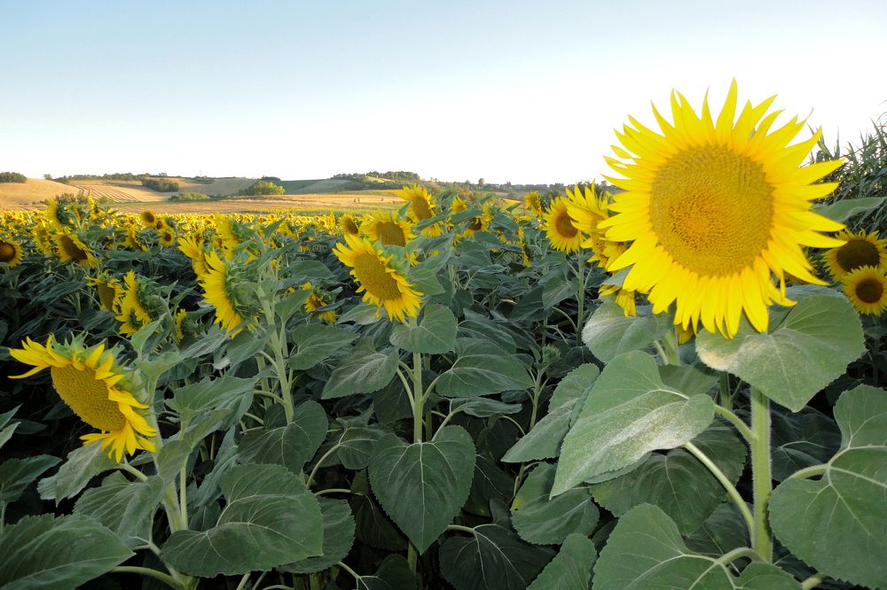 Подсолнухи