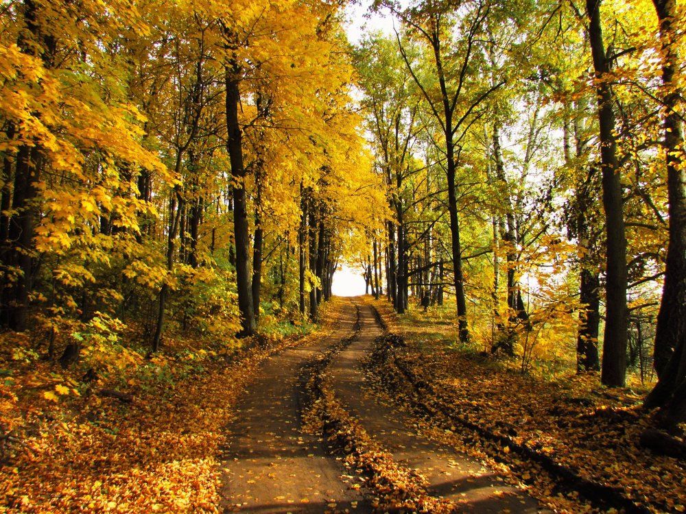 Осенняя дорога над обрывом