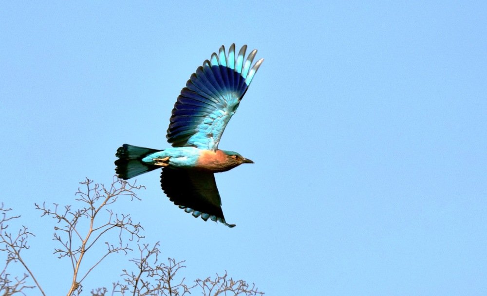 Indian Roller