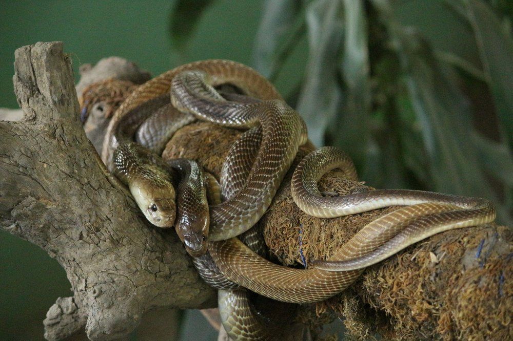 puzzle snake