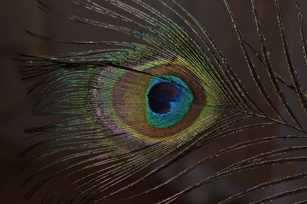 Павлиний глаз