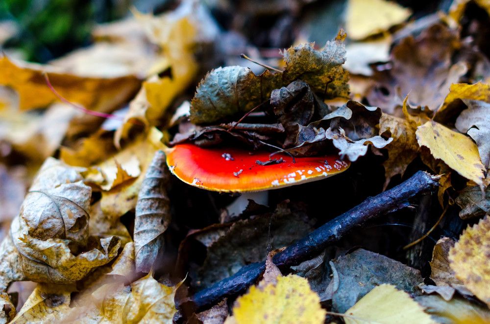 Грибной лес