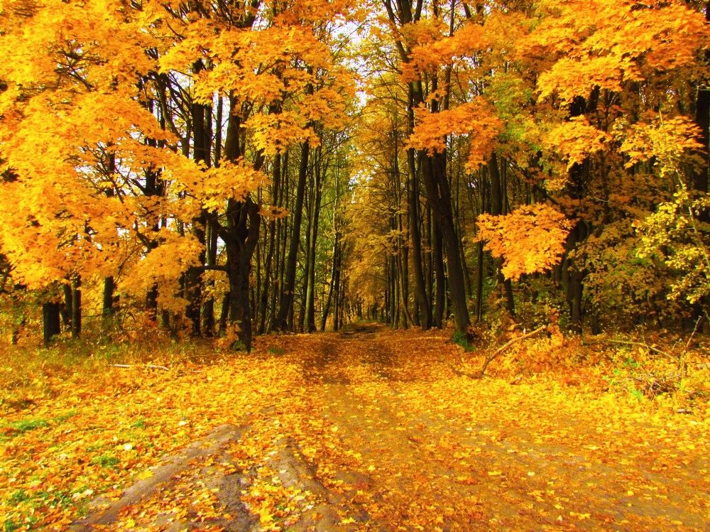 Золото осени