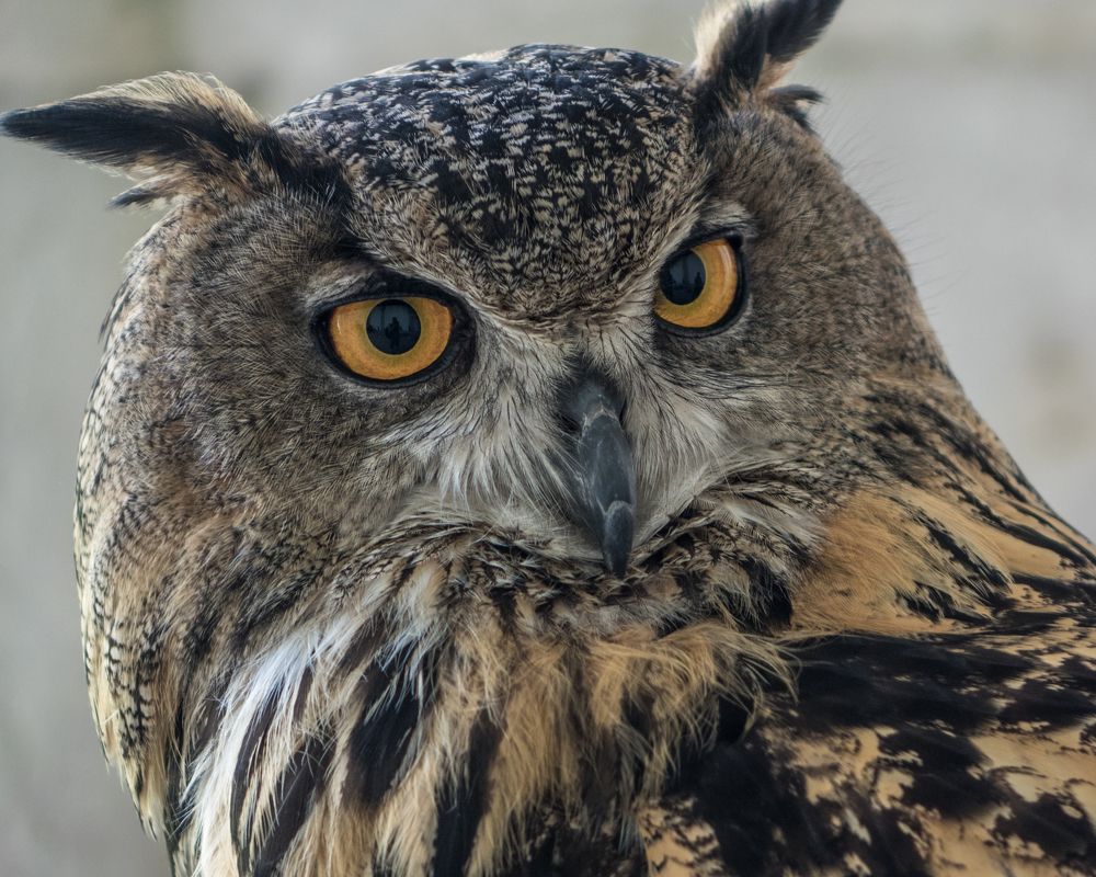 Филин в компании Неясытей