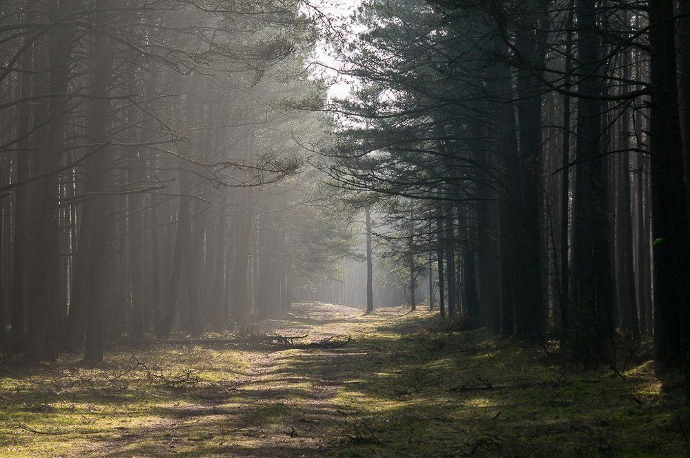 Утро в лесу