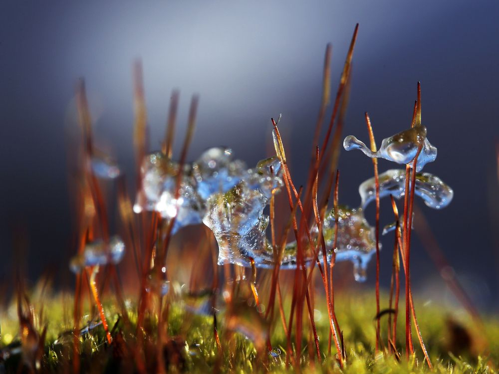 ледяная красота