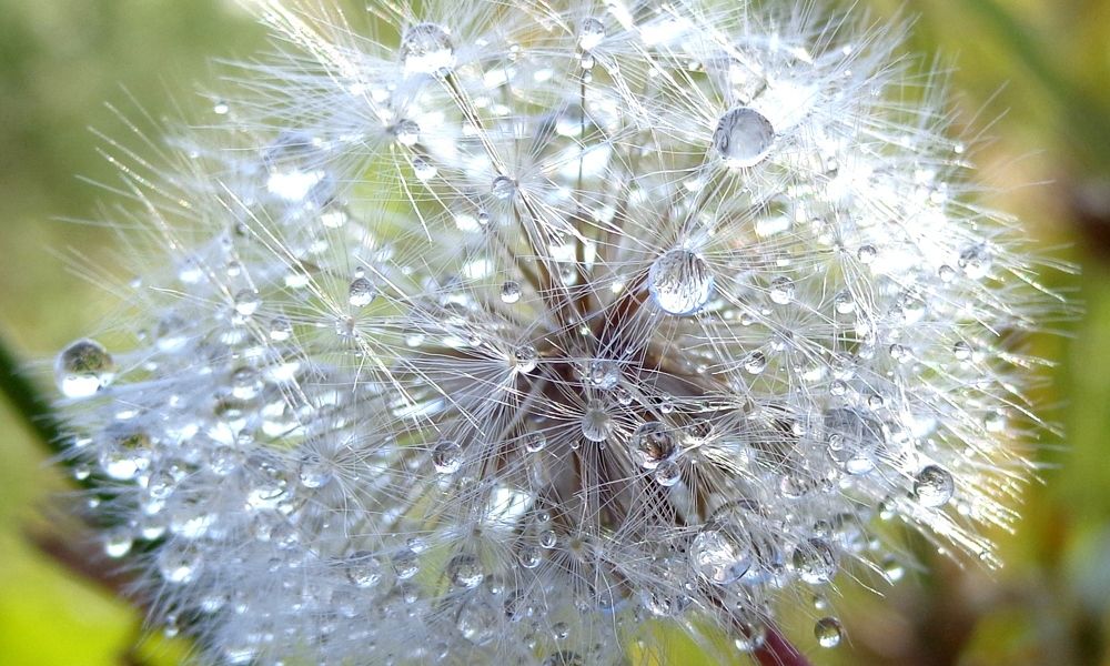 Вселенная в одуванчике
