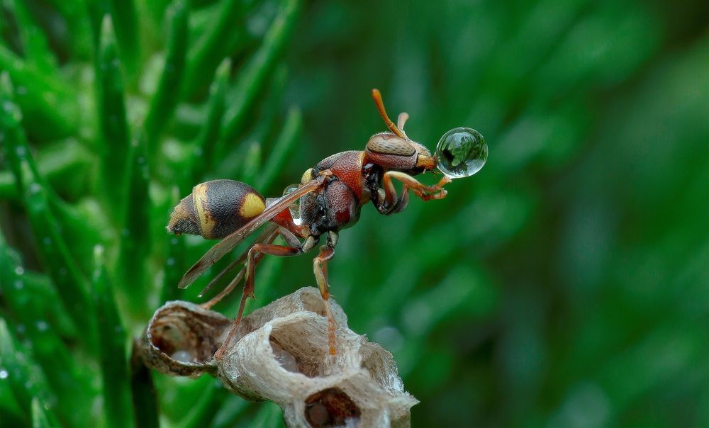 Wasp Blowing Water Bubble