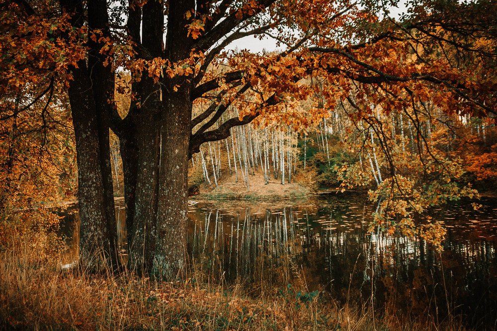 Ржавая осень