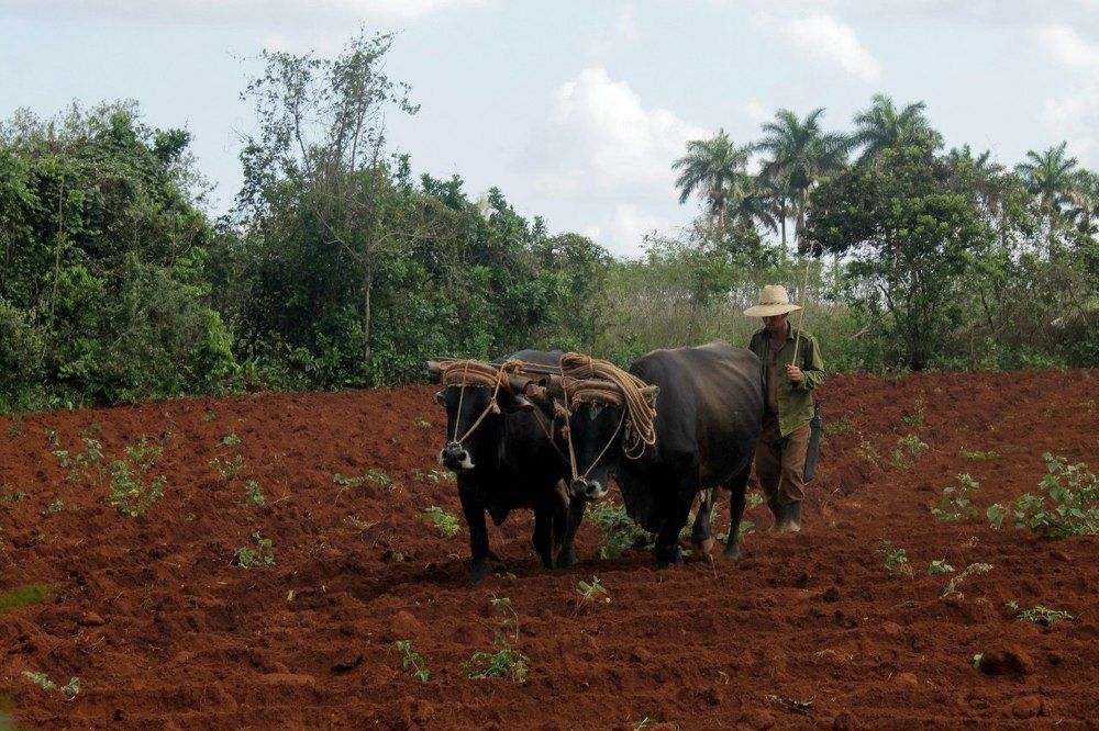 Аграрий. Виньялес. Куба