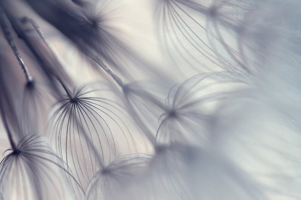 одуванчиковый мир