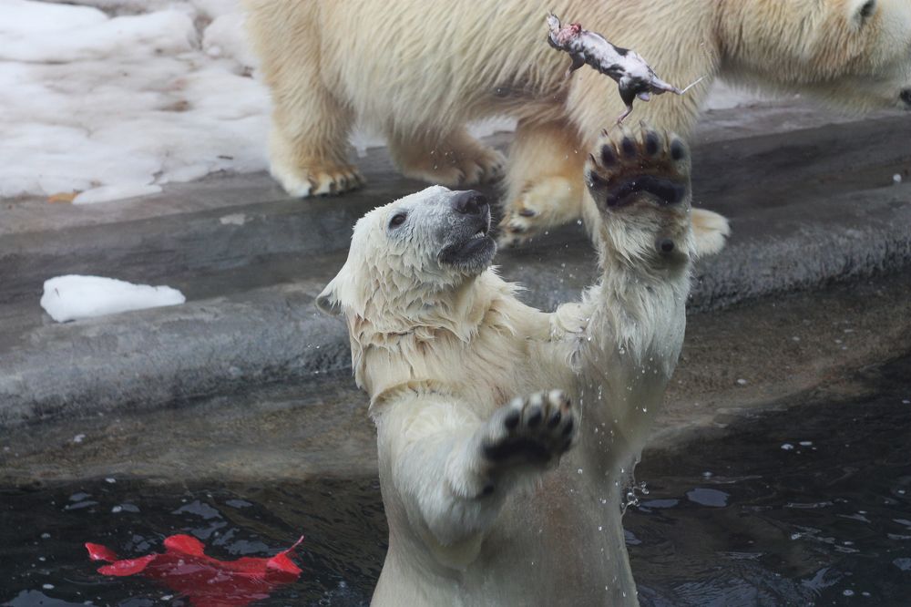 Игра с обедом