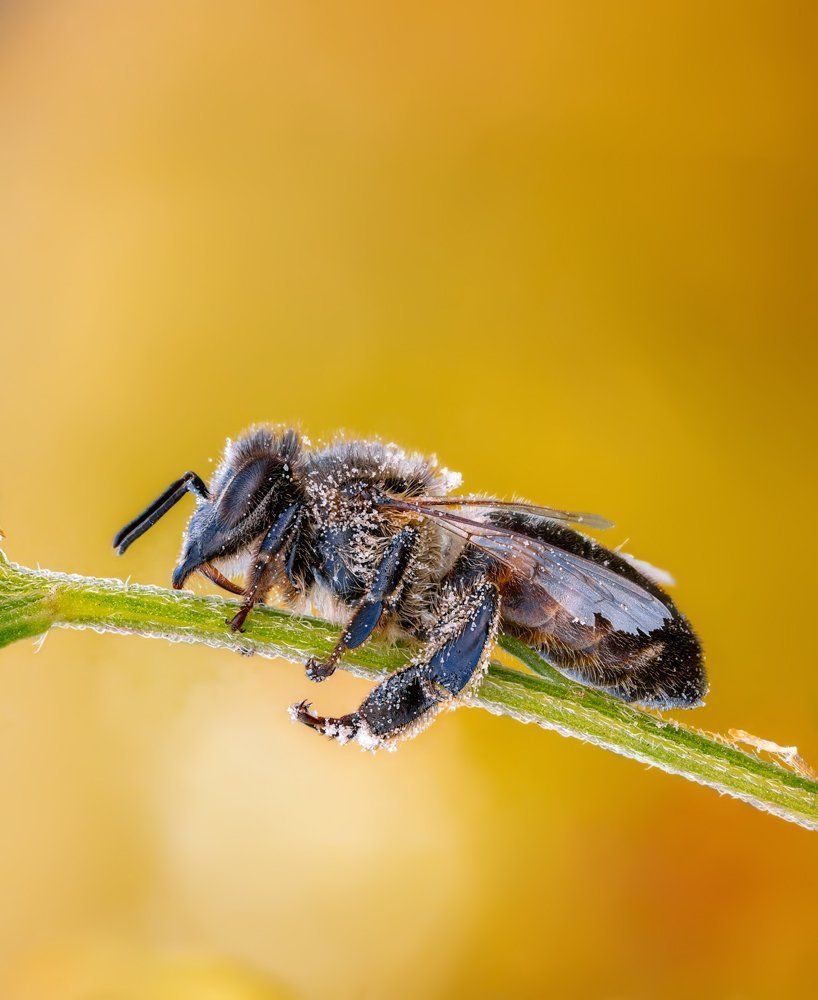 Сон без задних ног