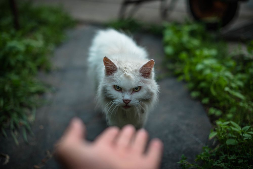 Безпризорник