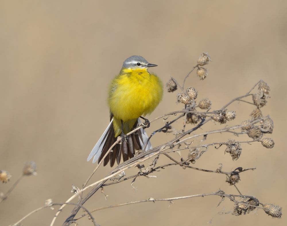 Маленькое солнышко