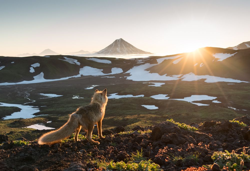 Мудрый Лис встречает рассвет