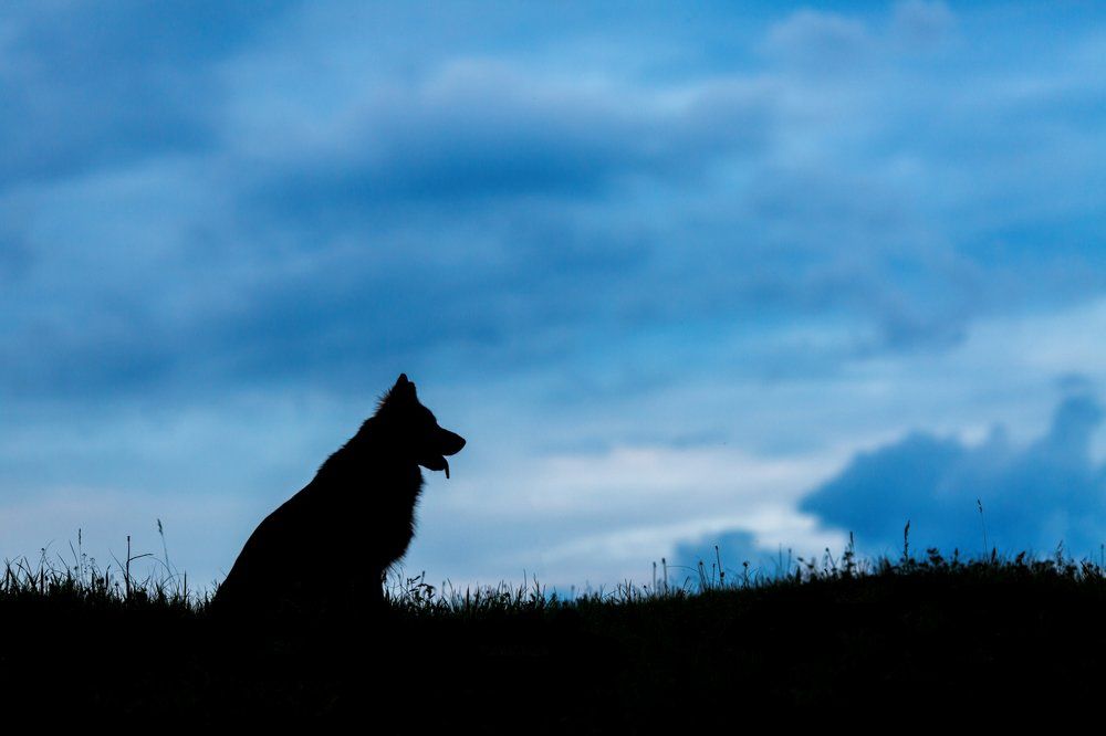 Одинокий волк