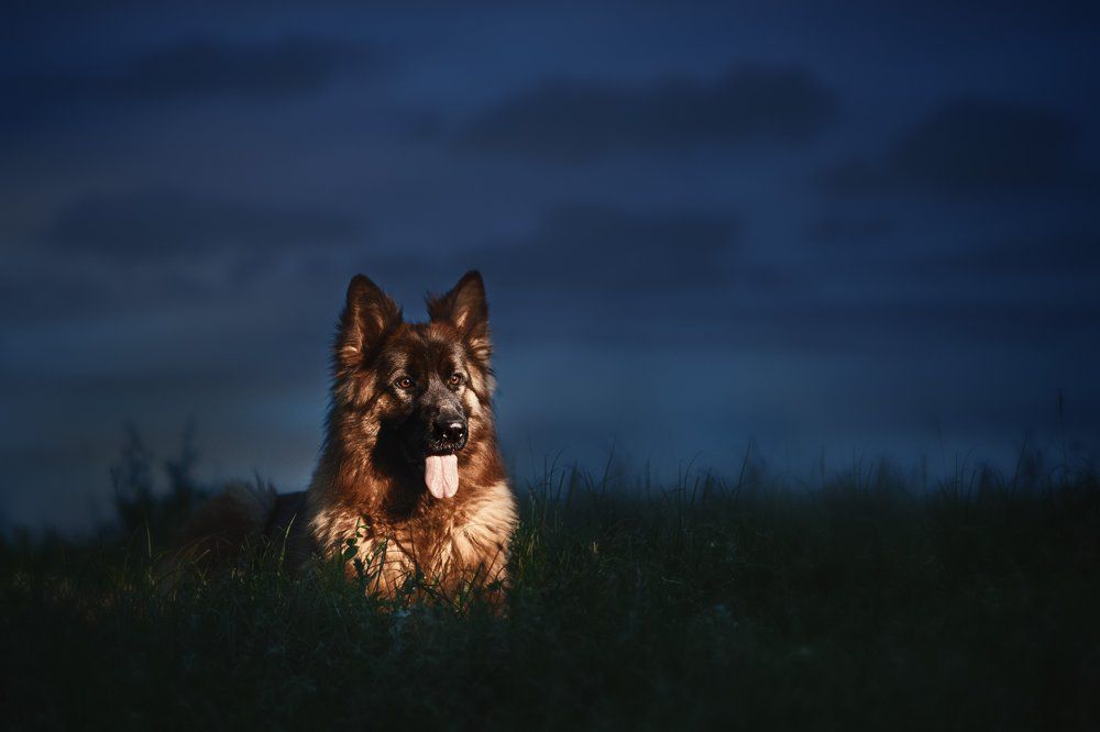 Хранительница ночи