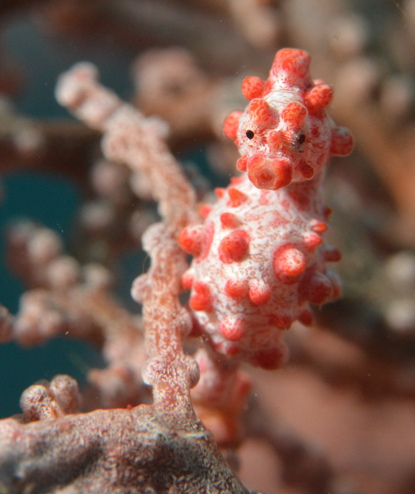 Пигмейский морской конек