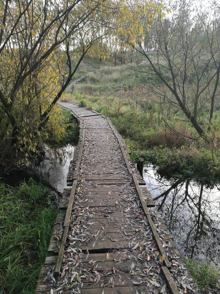 Мост на болоте